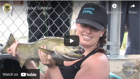 Wild About Salmon - Idaho Fish and Game